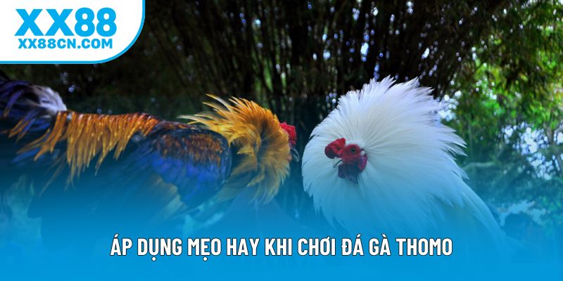 Áp dụng mẹo hay khi chơi đá gà Thomo Áp dụng mẹo hay khi chơi đá gà Thomo