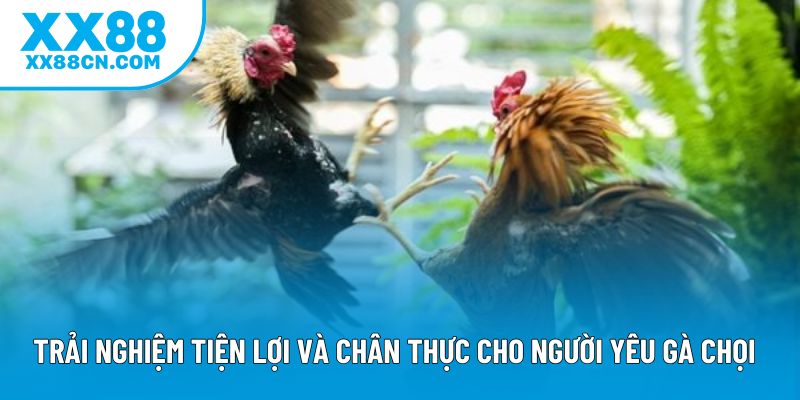 Trải nghiệm tiện lợi và chân thực cho người yêu gà chọi